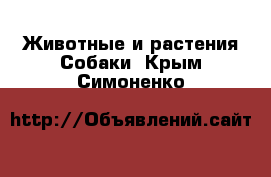 Животные и растения Собаки. Крым,Симоненко